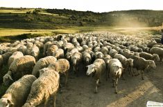 Alimentando a las ovejas o entreteniendo a las cabras