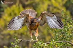 Un aguilucho perturbado