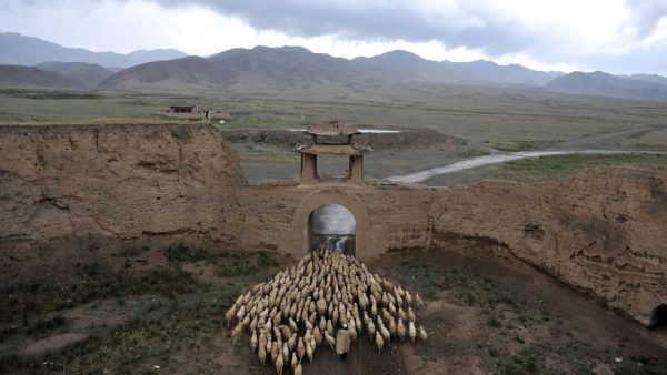 A herder drives his sheep through a gate of the Yongtai ancient town, in Jingtai county, Gansu province, China, June 20, 2015. REUTERS/China Daily