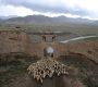 A herder drives his sheep through a gate of the Yongtai ancient town, in Jingtai county, Gansu province, China, June 20, 2015. REUTERS/China Daily